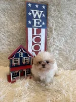 Brook, a male Shih Tzu for sale in Success, MO – 3 of 10