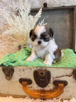 Hazel, a female Shih Tzu for sale in Success, MO – 1 of 10