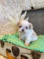 Brook, a male Shih Tzu for sale in Success, MO – 8 of 10
