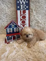 Reed, a male Shih Tzu for sale in Success, MO – 3 of 10