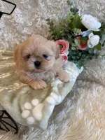 Reed, a male Shih Tzu for sale in Success, MO – 1 of 10