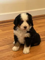 Dean, a male Bernese Mountain Dog for sale in Success, MO – 5 of 10