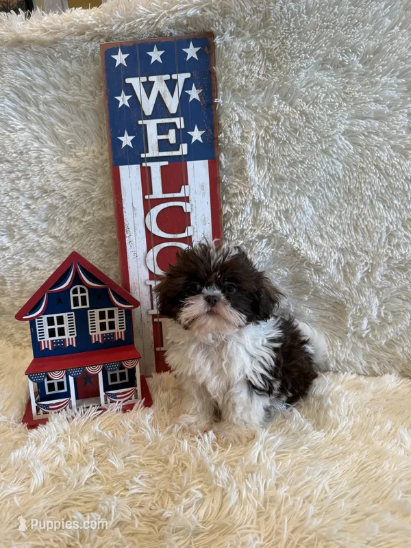 Sailor  – Shih Tzu puppy for sale in Success, MO