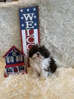 Sailor , a male Shih Tzu for sale in Success, MO – 1 of 10