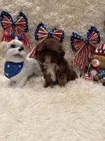Asher, a male Shih Tzu for sale in Success, MO – 5 of 10