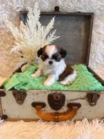 Hazel, a female Shih Tzu for sale in Success, MO – 2 of 10