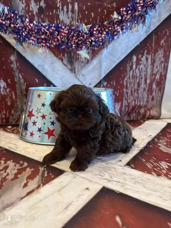 Kayce – Shih Tzu puppy for sale in Success, MO