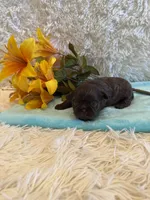 Cal, a male Shih Tzu for sale in Success, MO – 5 of 6