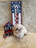 Brook, a male Shih Tzu for sale in Success, MO – 2 of 10