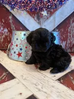Tate, a male Shih Tzu for sale in Success, MO – 1 of 10