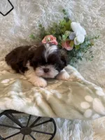 Sailor , a male Shih Tzu for sale in Success, MO – 5 of 10