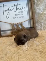 Elise , a female Shih Tzu for sale in Success, MO – 6 of 7