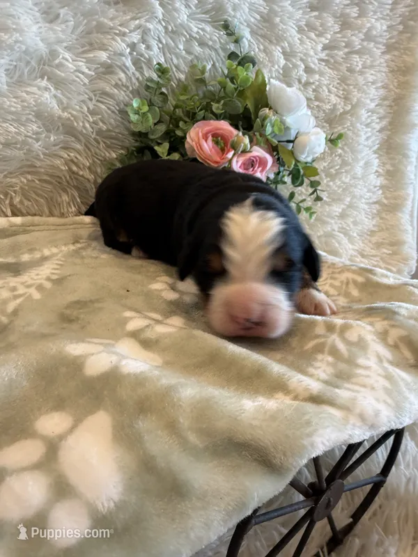 John – Bernese Mountain Dog puppy for sale in Success, MO