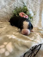 John, a male Bernese Mountain Dog for sale in Success, MO – 1 of 10