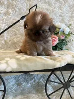 Finch, a male Shih Tzu for sale in Success, MO – 5 of 10