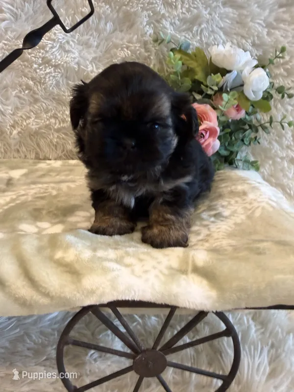 Oakley – Shih Tzu puppy for sale in Success, MO