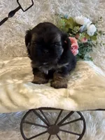 Oakley, a male Shih Tzu for sale in Success, MO – 1 of 10