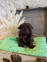 Rosie , a female Shih Tzu for sale in Success, MO – 2 of 10