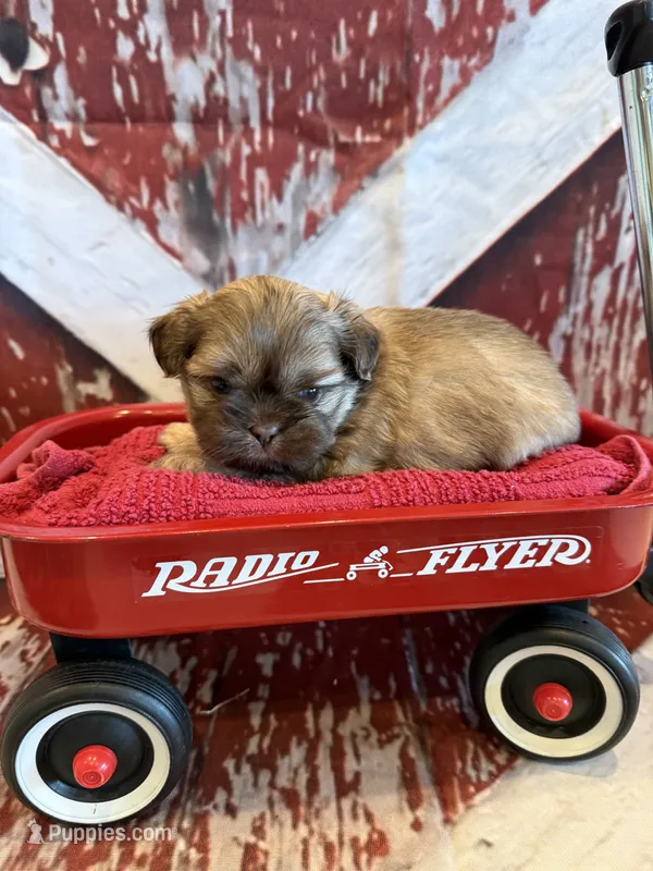 Adriana – Shih Tzu puppy for sale in Success, MO