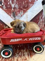 Adriana, a female Shih Tzu for sale in Success, MO – 8 of 10