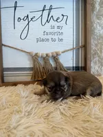 Adriana, a female Shih Tzu for sale in Success, MO – 4 of 5