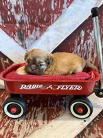 Freddie , a male Shih Tzu for sale in Success, MO – 8 of 10