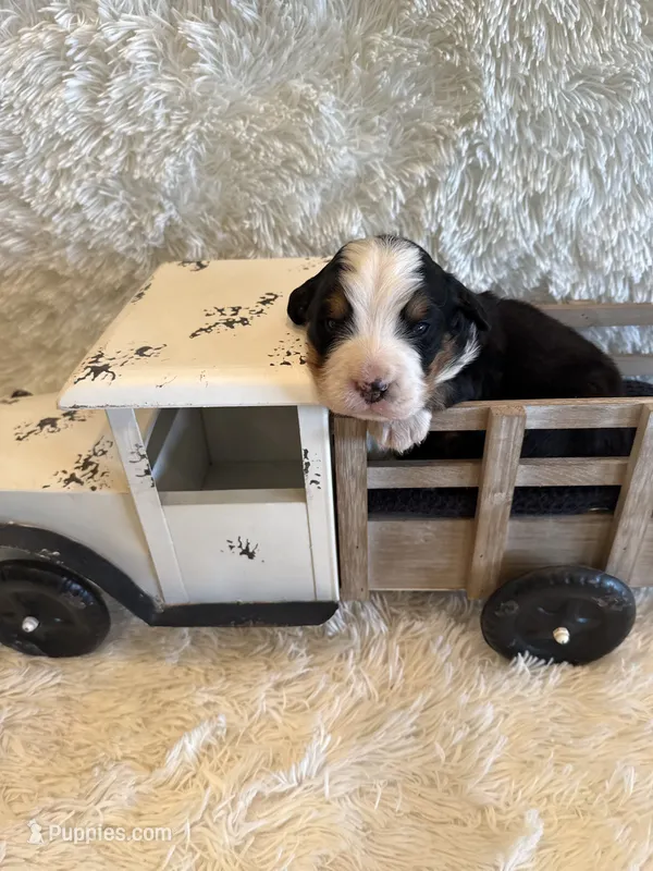 John – Bernese Mountain Dog puppy for sale in Success, MO