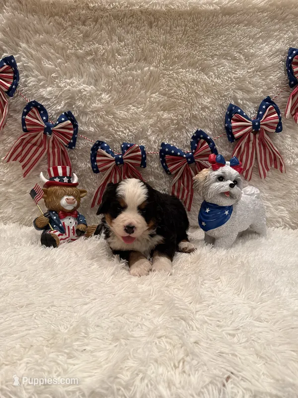 Dean – Bernese Mountain Dog puppy for sale in Success, MO