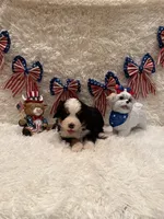 Dean, a male Bernese Mountain Dog for sale in Success, MO – 6 of 10