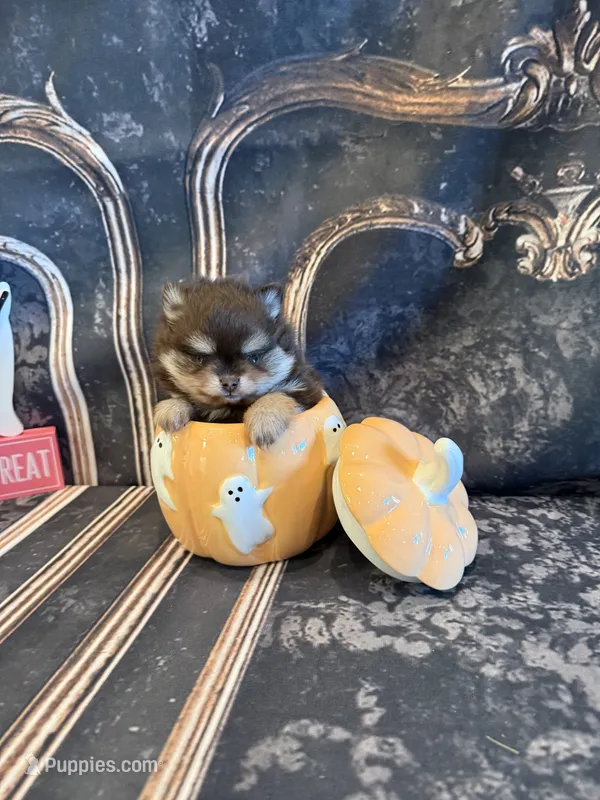 Maple  – Pomeranian puppy for sale in Success, MO