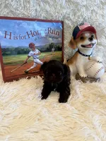 Belle, a female Shih Tzu for sale in Success, MO – 7 of 10
