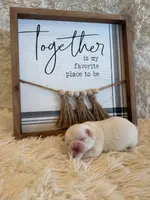 Sam, a male Shih Tzu for sale in Success, MO – 3 of 6