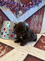 Belle, a female Shih Tzu for sale in Success, MO – 2 of 10