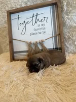 Elise , a female Shih Tzu for sale in Success, MO – 3 of 7