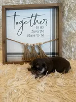 Brayden , a male Shih Tzu for sale in Success, MO – 5 of 8