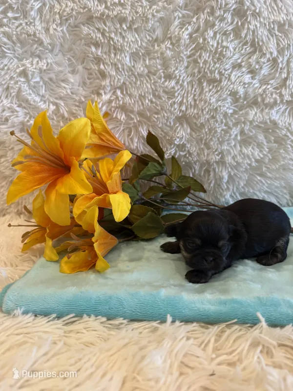 Miles – Shih Tzu puppy for sale in Success, MO