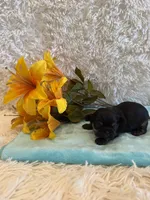 Miles, a male Shih Tzu for sale in Success, MO – 1 of 6