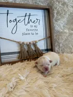 Delilah, a male Shih Tzu for sale in Success, MO – 7 of 7