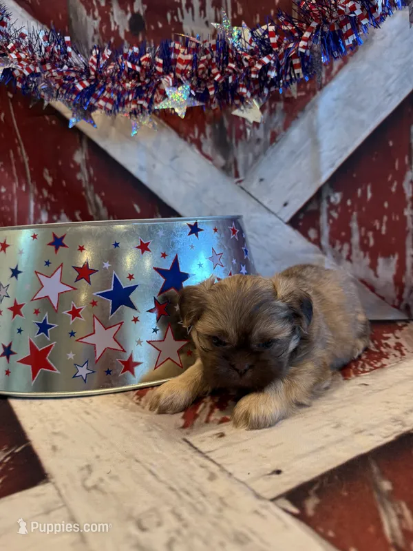 Adriana – Shih Tzu puppy for sale in Success, MO