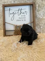 Andrea, a female Shih Tzu for sale in Success, MO – 6 of 10