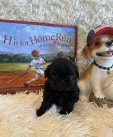 Andrea, a female Shih Tzu for sale in Success, MO – 4 of 10