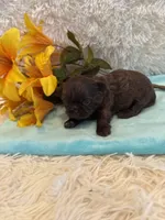 Cal, a male Shih Tzu for sale in Success, MO – 2 of 6