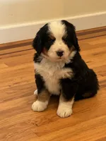 Dean, a male Bernese Mountain Dog for sale in Success, MO – 3 of 10