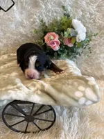 Hannah , a female Bernese Mountain Dog for sale in Success, MO – 6 of 10
