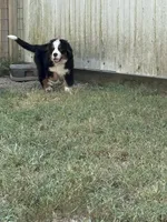 Dean, a male Bernese Mountain Dog for sale in Success, MO – 3 of 10