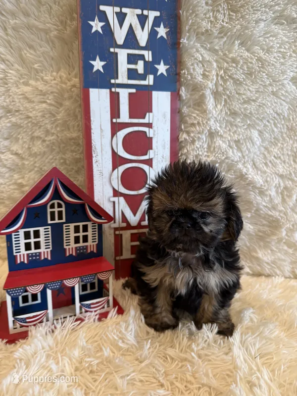 Oakley – Shih Tzu puppy for sale in Success, MO