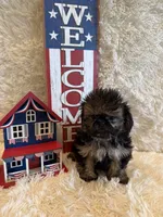 Oakley, a male Shih Tzu for sale in Success, MO – 1 of 10