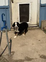 Dean, a male Bernese Mountain Dog for sale in Success, MO – 2 of 10