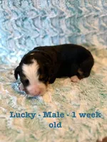 Lucky, a male Bernese Mountain Dog for sale in Success, MO – Photo 1 of 2