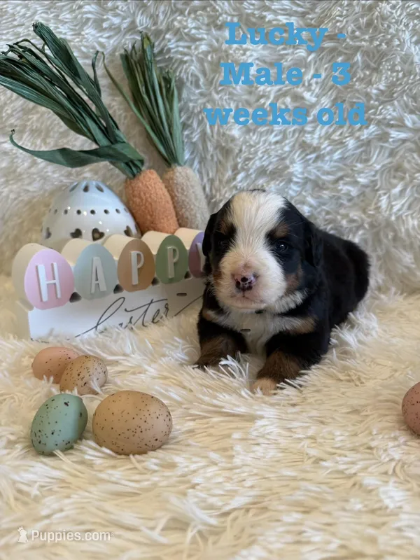 Lucky – Bernese Mountain Dog puppy for sale in Success, MO